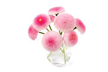 Gänseblümchen (Bellis perennis)