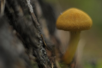mushroom