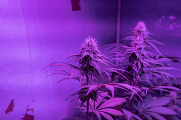 Closeup dried flowering tops of female cannabis plants. β-Caryophyllene Strains of marijuana