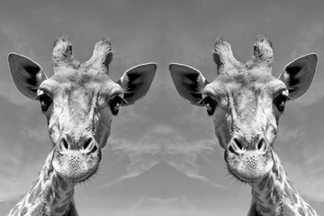 Obraz premium Giraffen Duo