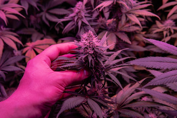 Professional Growing cannabis in America. Strongest marijuana strains for medical use