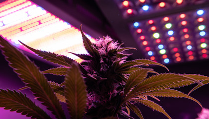 Professional light for growing. Best LED Grow Lights for Cannabis