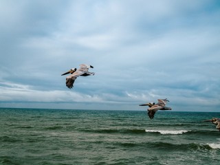 Pelicans fly over the ocean and rock near San Diego