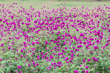 Selective focus beautiful Gomphrena globosa flower blooming in spring season.Also called Globe Amaranth,Makhmali and Vadamalli.Purple flower in the garden.