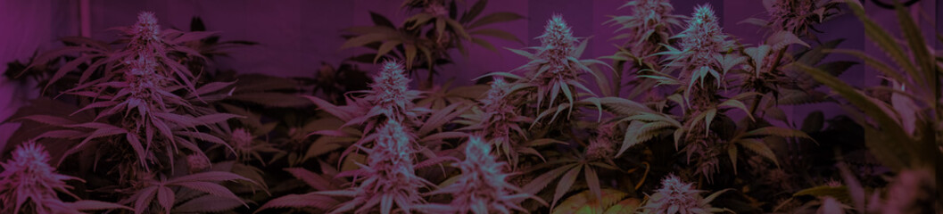 Fototapeta na wymiar Closeup dried flowering tops of female cannabis plants. β-Caryophyllene Strains of marijuana