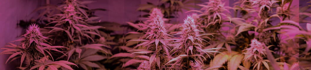 Medical marijuana panorama with flowering buds.