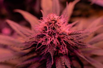 energizing marijuana strain contains high levels of THC. Process of growing weed indoor.