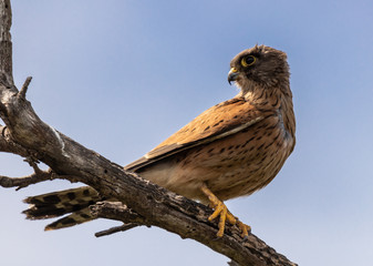 Rock Kestrel