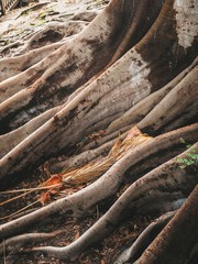 Tree Roots At Balboa Park