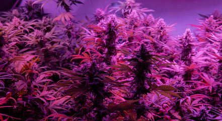 Professional Growing cannabis in America. Strongest marijuana strains for medical use