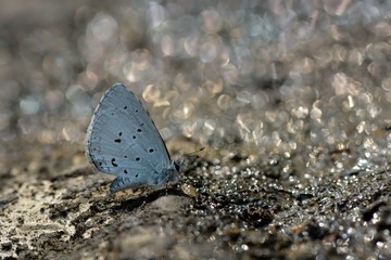 Fototapeta na wymiar Butterfly from the Taiwan (Celastrina sugitanii shirozui) Cedar Valley Glass butterfly in water