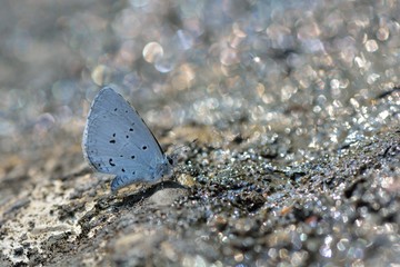 Butterfly from the Taiwan (Celastrina sugitanii shirozui) Cedar Valley Glass butterfly in water