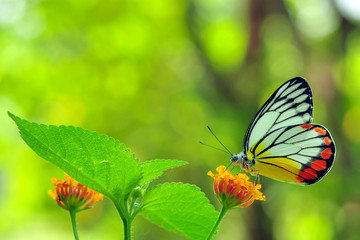 butterfly on flower
