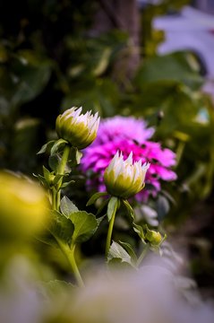 Dallia blossom