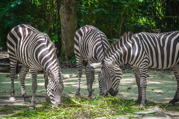 Fototapeta na wymiar Zebras in Singapore zoo