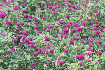 Obraz na płótnie Canvas Selective focus beautiful Gomphrena globosa flower blooming in spring season.Also called Globe Amaranth,Makhmali and Vadamalli.Purple flower in the garden.