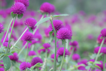 Selective focus beautiful Gomphrena globosa flower blooming in spring season.Also called Globe Amaranth,Makhmali and Vadamalli.Purple flower in the garden.