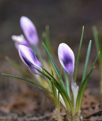 Purple and white crocus flower macro  and shallow depth of field