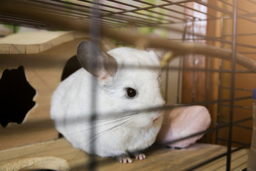 White chinchilla sitting in her cage. Cute fluffy home pet in the house.