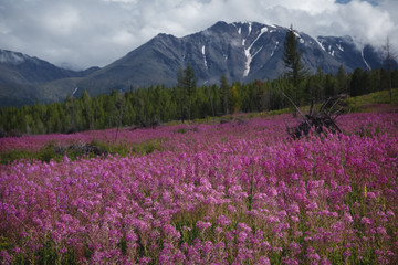 The concept of medicinal herbs. Flowers of Ivan-tea in the Altai highlands. Flower lilac field