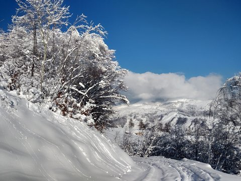 Paisaje de invierno con &aacute;rboles cargados de nieve en pueblo de Parva Transilvania Ruman&iacute;a