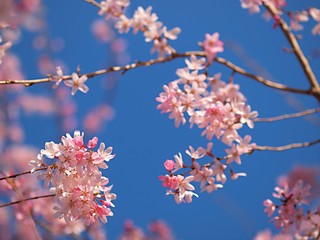 シダレザクラの花