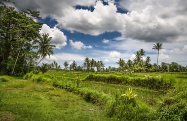 Rice field in Bali. A field with palm trees. Sunny landscape. Tropics.