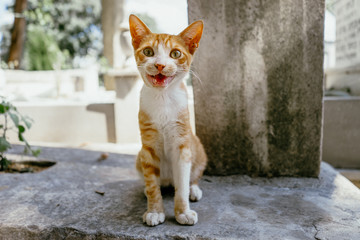 Orange kitten with big yellow eyes