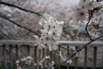 cherry blossom (Sakura) in spring