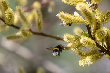 Hummel im Anflug an Weidenkätzchen
