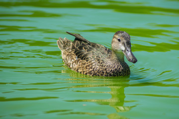 pato 1