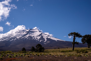 Fototapeta premium Am Lonquimay
