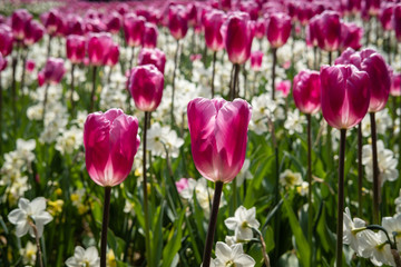 Champ de tulipes
