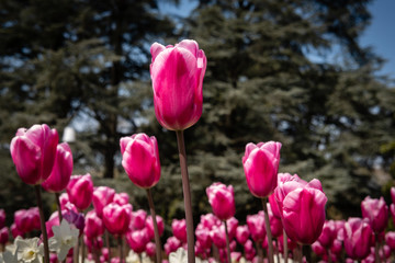 Fototapeta premium Tulipes 
