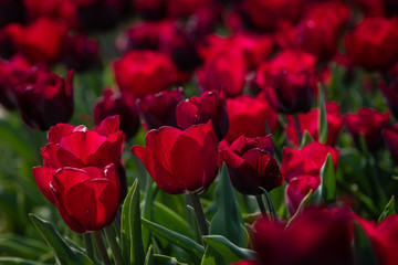 Tulipes rouges