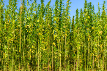 Field of the medical cannabis plant on summer