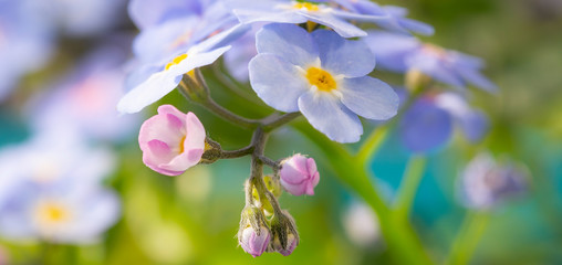 Vergissmeinnicht Myosotis