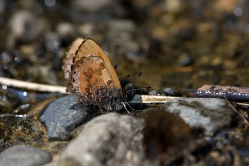  Butterfly from the Taiwan (Orthomiella rantaizana) Una rantaizana butterfly in water