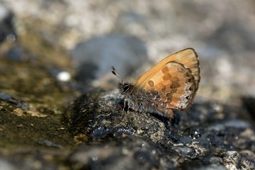 Fototapeta na wymiar Butterfly from the Taiwan (Orthomiella rantaizana) Una rantaizana butterfly in water