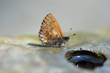  Butterfly from the Taiwan (Orthomiella rantaizana) Una rantaizana butterfly in water