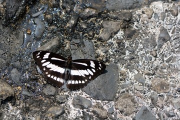 Butterfly from the Taiwan (Athyma jina sauteri) Broadband three-wire butterfly 