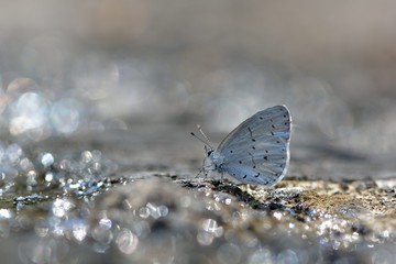 Butterfly from the Taiwan (Udara dilecta) Udara dilecta little butterfly