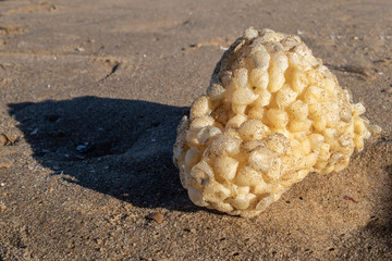 Whelk Buccinum empty egg cases on the beach