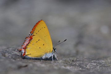 Butterfly from the Taiwan (Heliophorus ila matsumurae) Red Edge yellow little butterfly