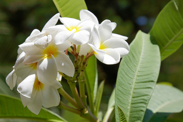 White and yellow plumeria on natural background