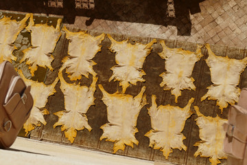 Yellow dyed hides set out to dry in a tannery