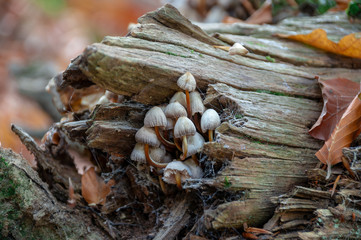 mushrooms on the tree trunk