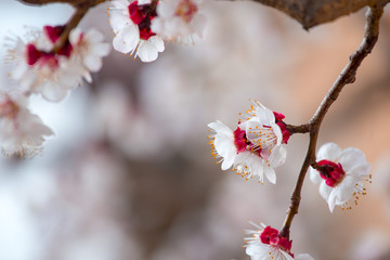 Spring border or background art with pink blossoms. Nature scene with blooming apricot tree.