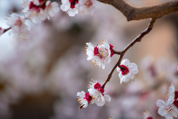 Spring border or background art with pink blossoms. Nature scene with blooming apricot tree.