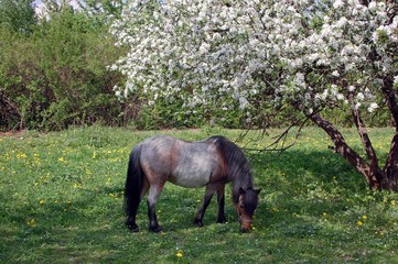 The ponies in the apple garden
